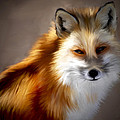 Mr. Fox