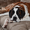 Saint Bernard