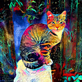 Colourful Calico