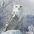 Snowy Owl