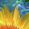 Sunflower Sunshine