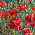 Poppy Field
